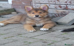 Mixed Breed dogs for sale: Shollies  in Rochdale - Image 26
