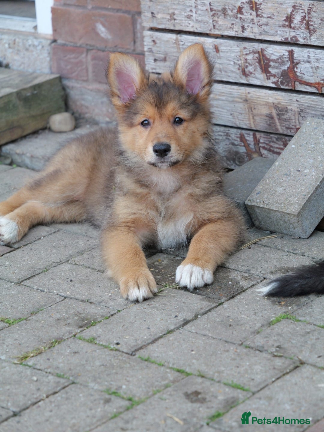 Mixed Breed dogs for sale: Shollies  in Rochdale - Image 26
