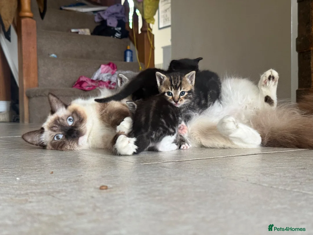 Ragdoll cats for sale: Half Ragdoll Kittens  - Advert 2
