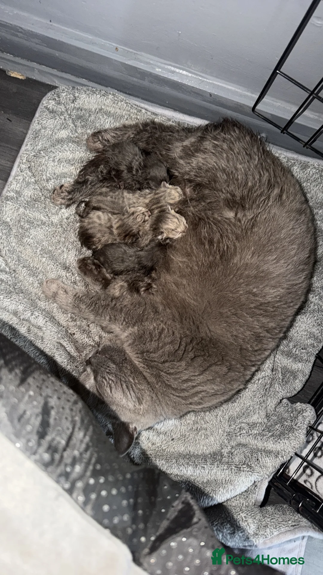 British Shorthair cats for sale: British shorthair kittens  - Advert 2