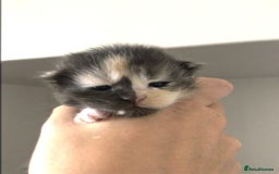 Maine Coon cats for sale: 3/4 maine coon kittens  - Image 15