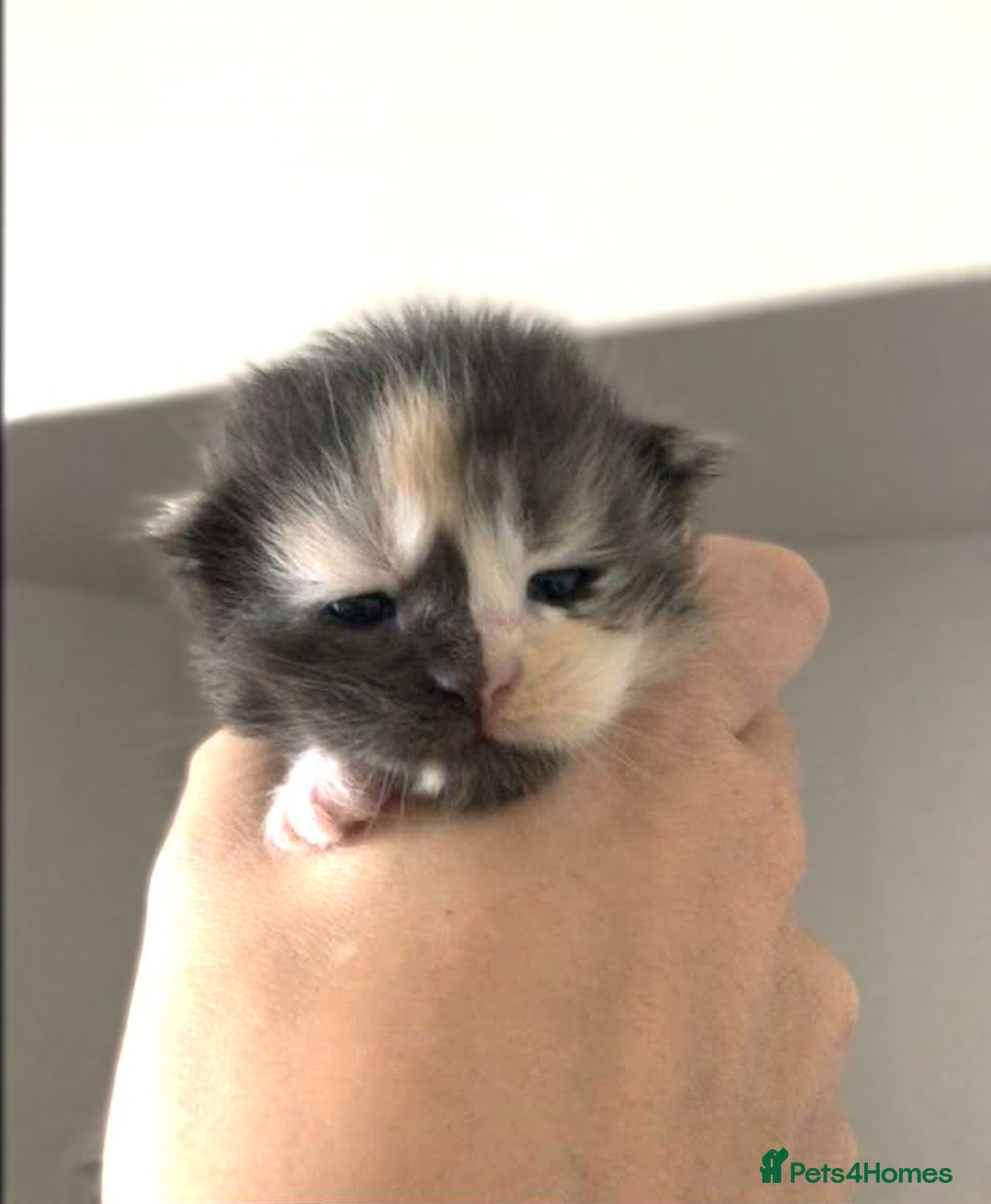 Maine Coon cats for sale: 3/4 maine coon kittens  - Image 15