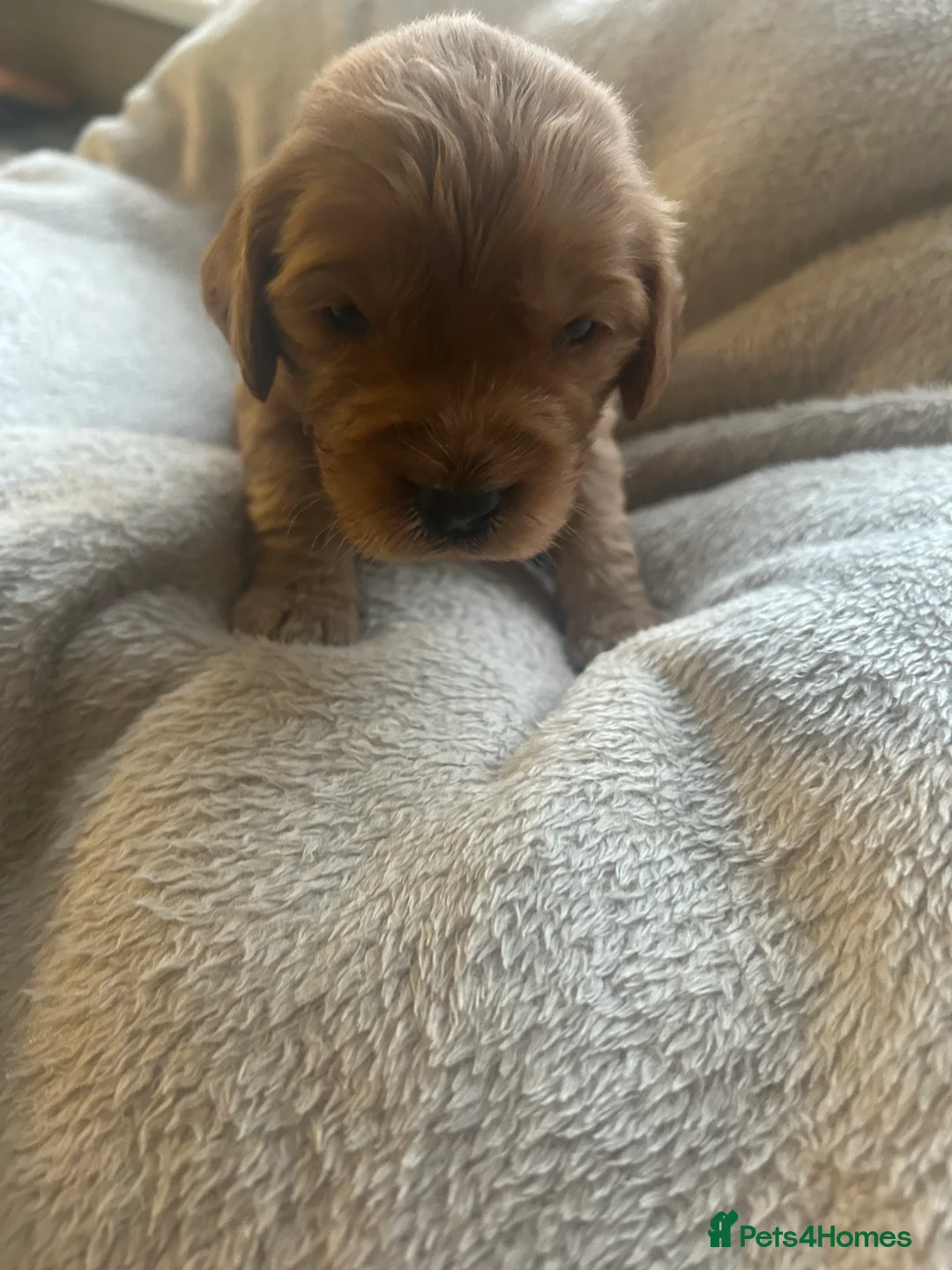 Cockapoo dogs for sale: Stunning cockapoo pups!  - Advert 4