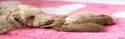 Australian Labradoodle dogs for sale: F1 Cockapoo x Australian Labradoodle Puppies - Advert 4