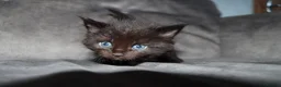 Maine Coon cats for sale: Gorgeous maine coon cross kittens - Advert 30