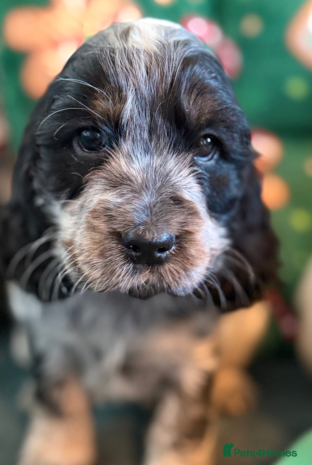 Cocker Spaniel dogs for sale: Stunning Blue Roan Pups Available - Advert 7