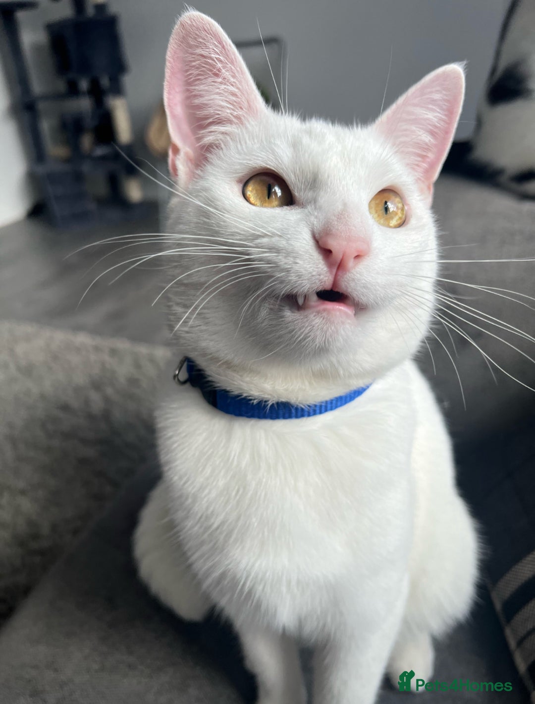 Mixed Breed cats for sale: White cat - Image 3