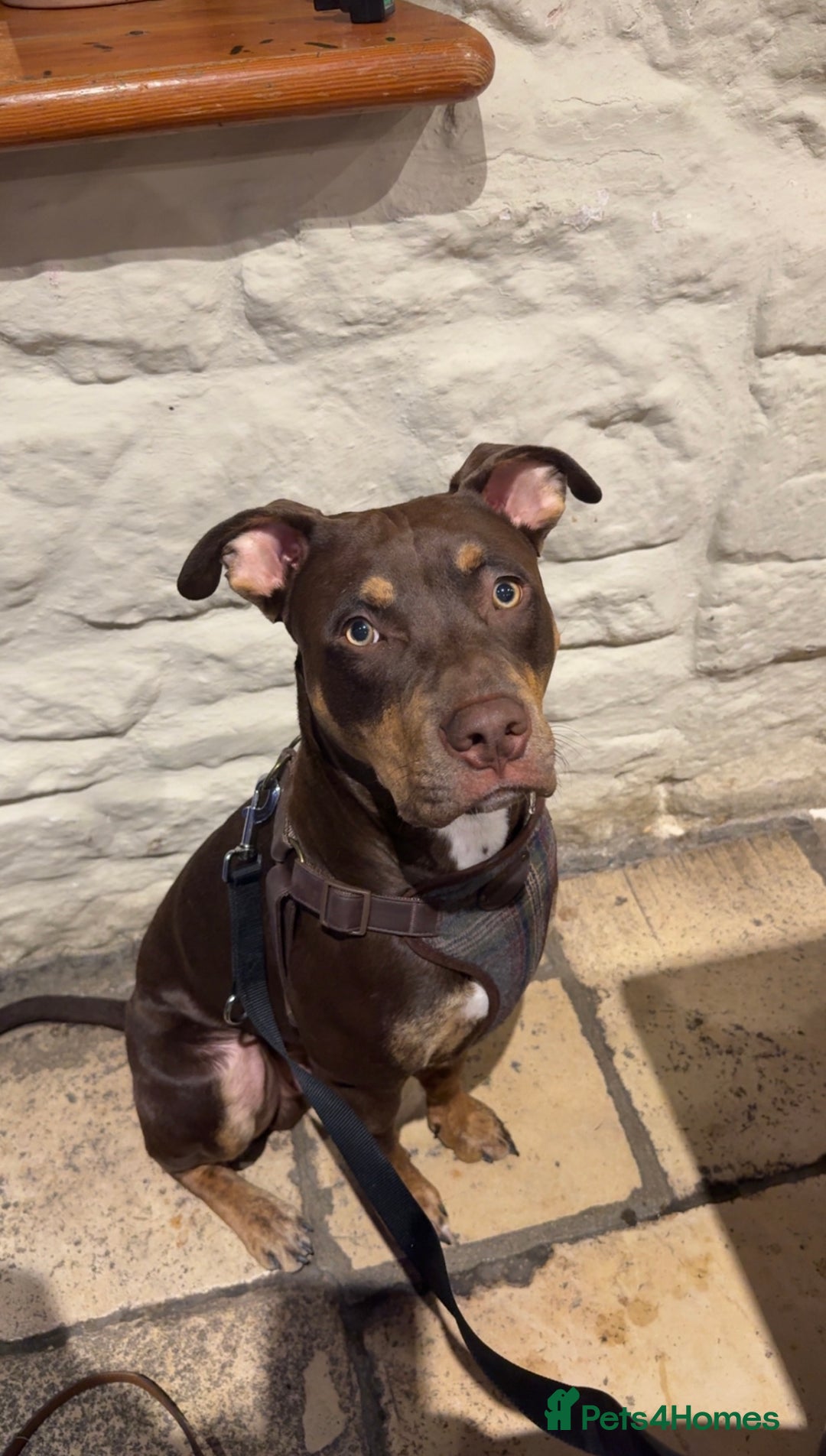 Mixed Breed dogs for sale: Cockerbull’s - Advert 10