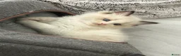 Ragdoll cats for sale: Seal Ragdoll Kittens in Bacup - Advert 7