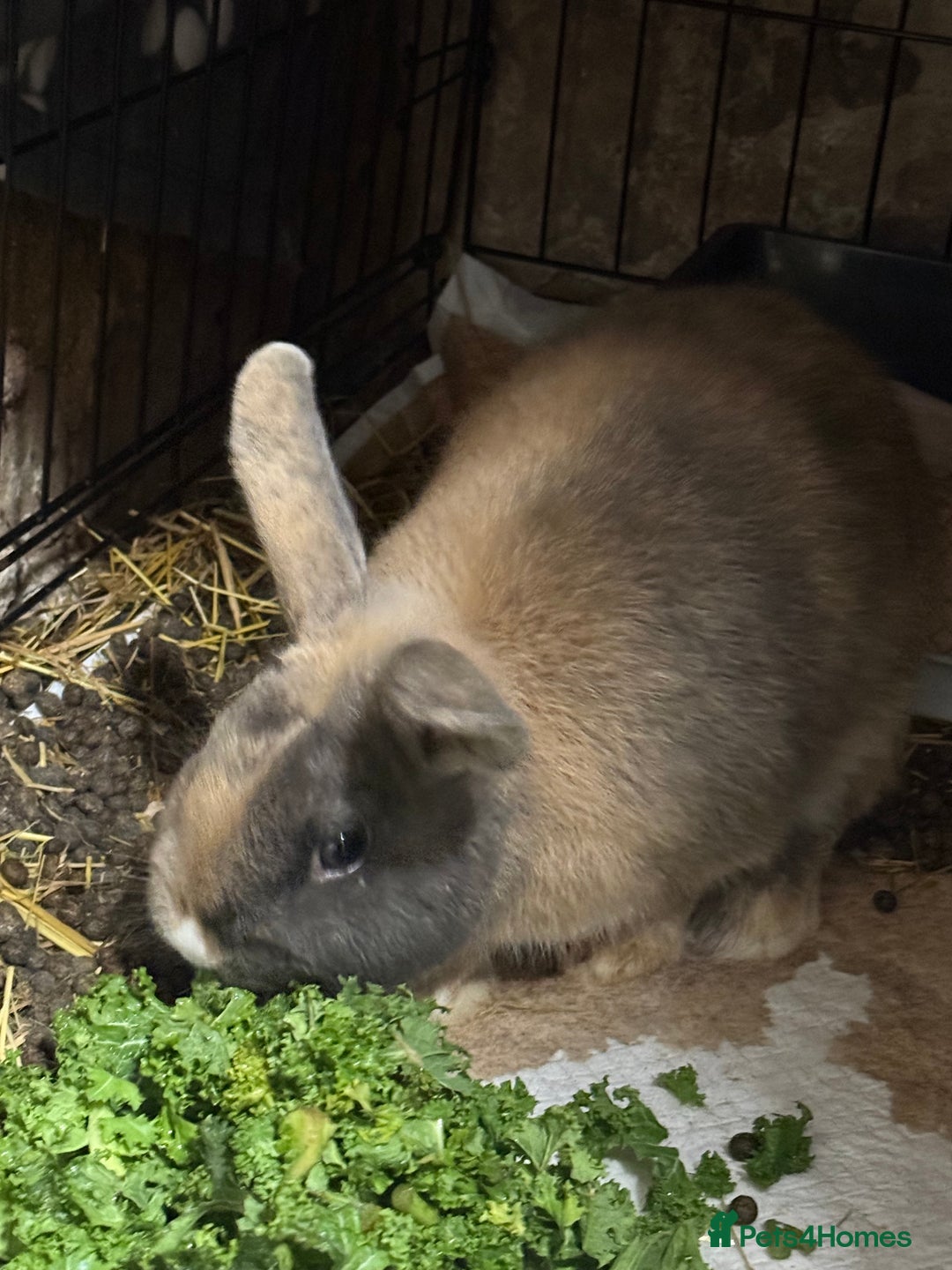 Mixed Breed rabbits for sale: Male rabbit  - Advert 4