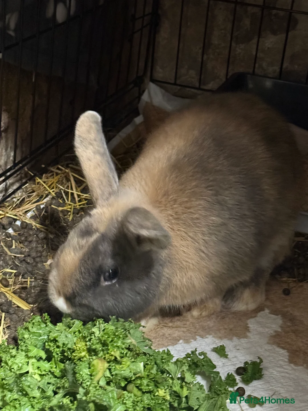 Mixed Breed rabbits for sale: Male rabbit  - Advert 4
