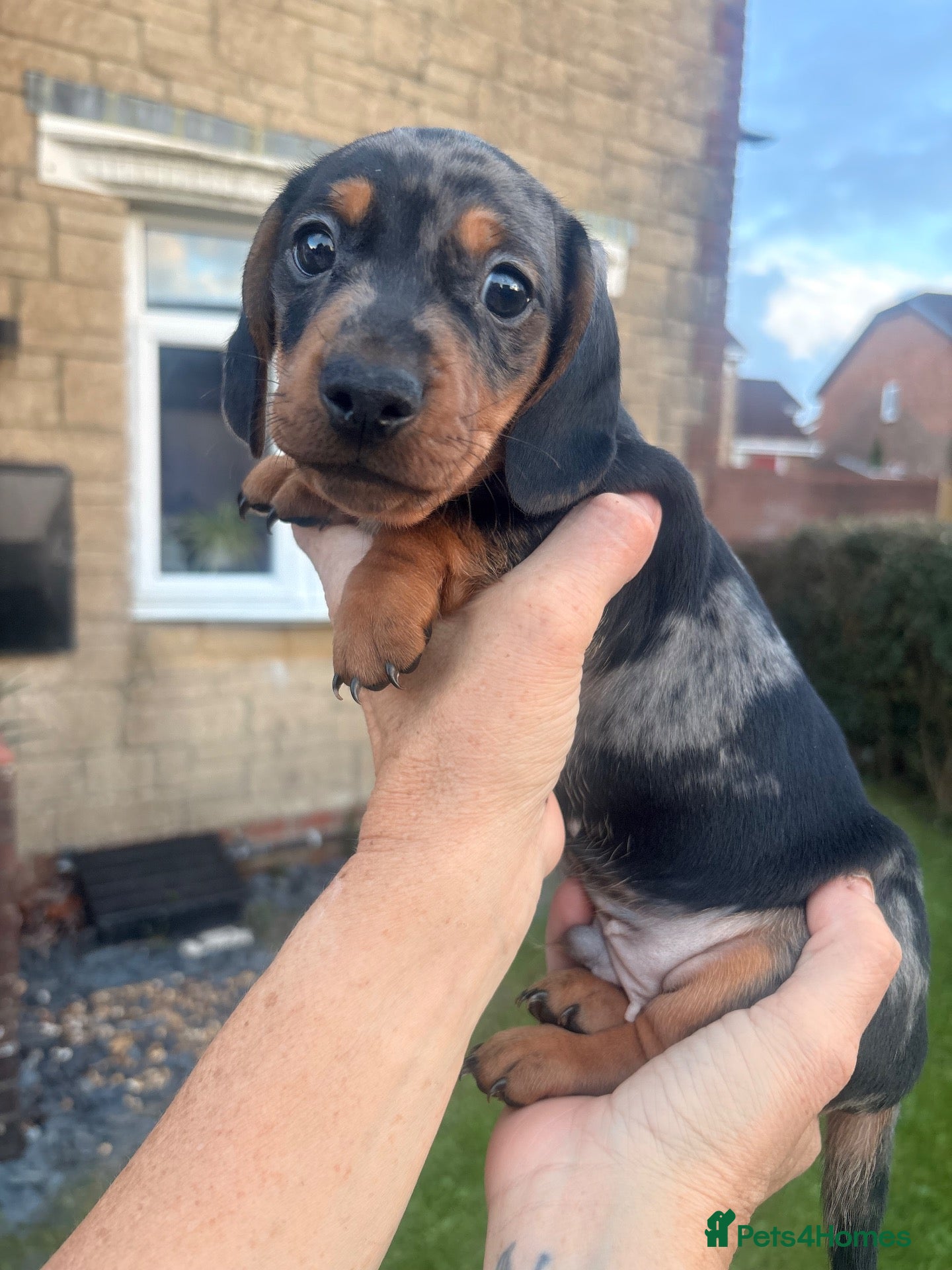 Miniature Dachshund dogs 1 handsome dapple miniature dachshund boy left - Advert 4
