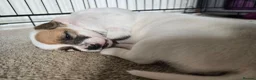 Jack Russell dogs for sale: Jack Russell puppies 🐶  - Advert 9