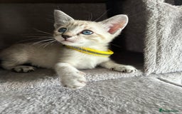 Siamese cats for sale: Siamese Lynx Kittens – 3 Boys & 3 Girls - Image 4