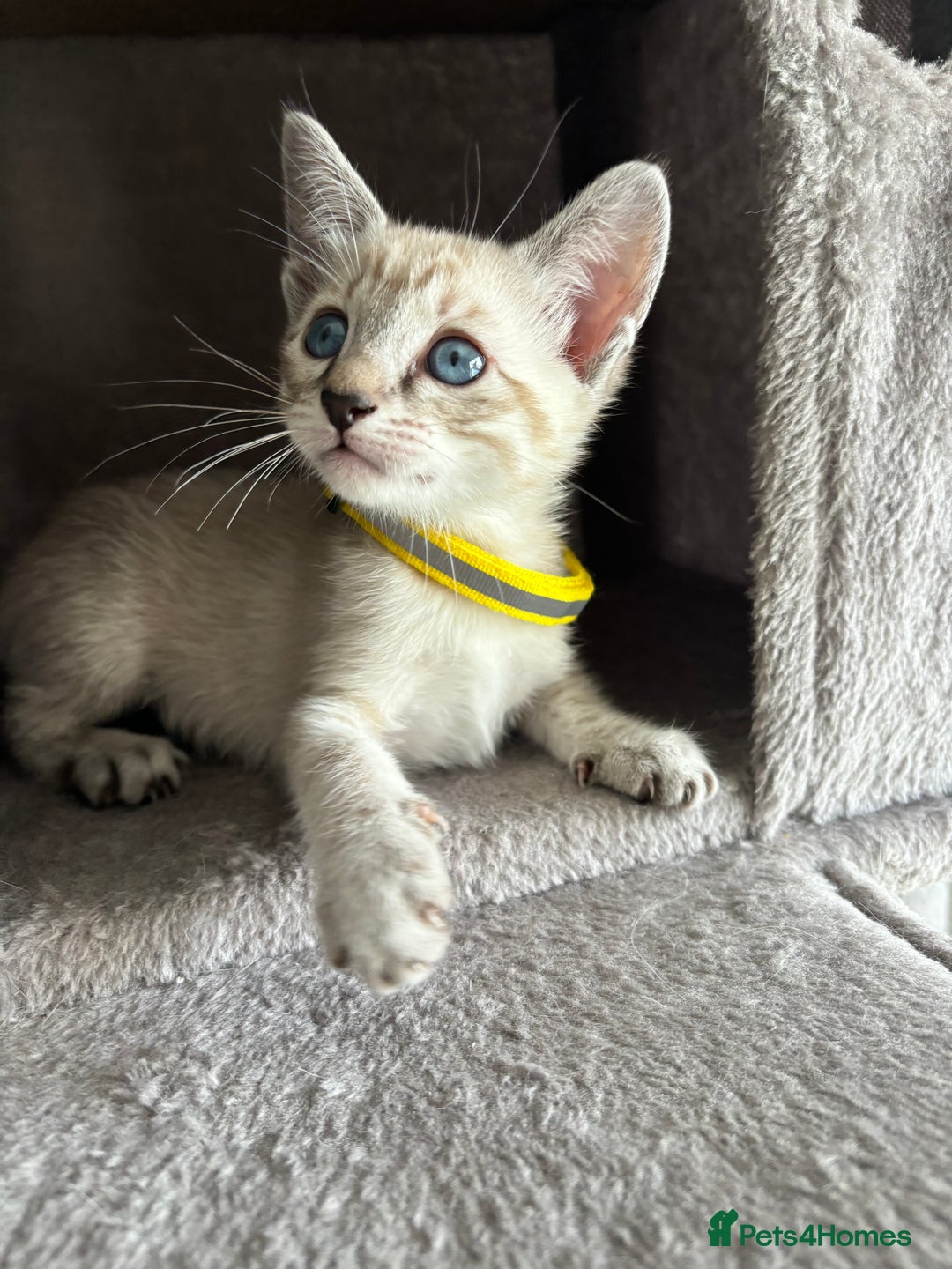 Siamese cats for sale: Siamese Lynx Kittens – 3 Boys & 3 Girls - Image 4