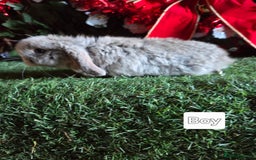 Mini Lop rabbits for sale: Pure mini lop babies  - Advert 17