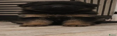 German Shepherd 1