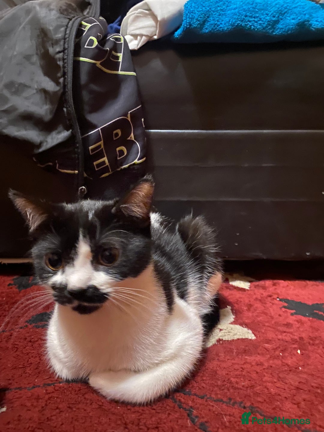 Mixed Breed cats for sale: 2 male kittens - Image 4