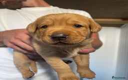 Labrador Retriever dogs for sale: Beautiful Fox Red girls available - Image 5