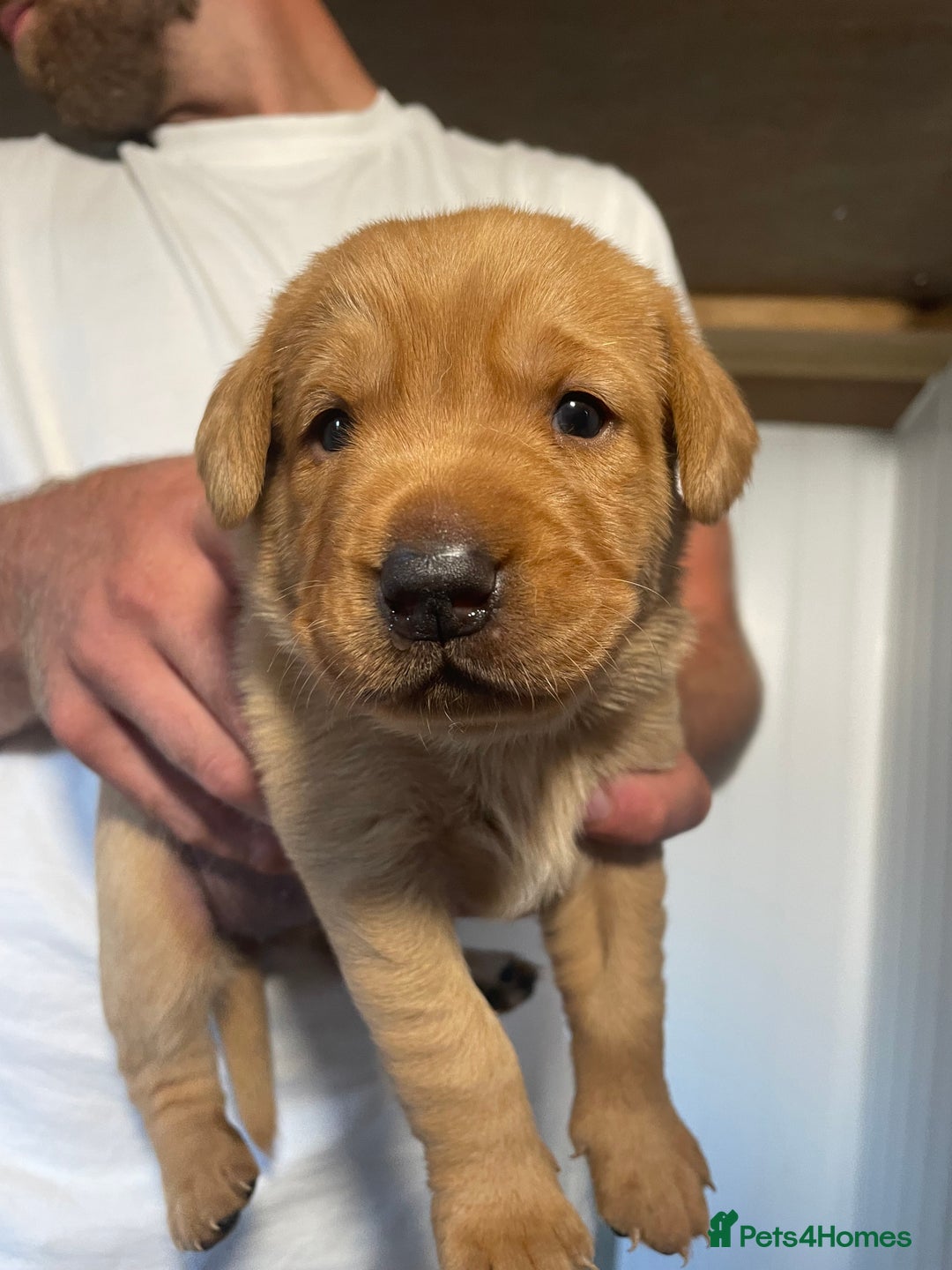 Labrador Retriever dogs for sale: Beautiful Fox Red girls available - Image 5