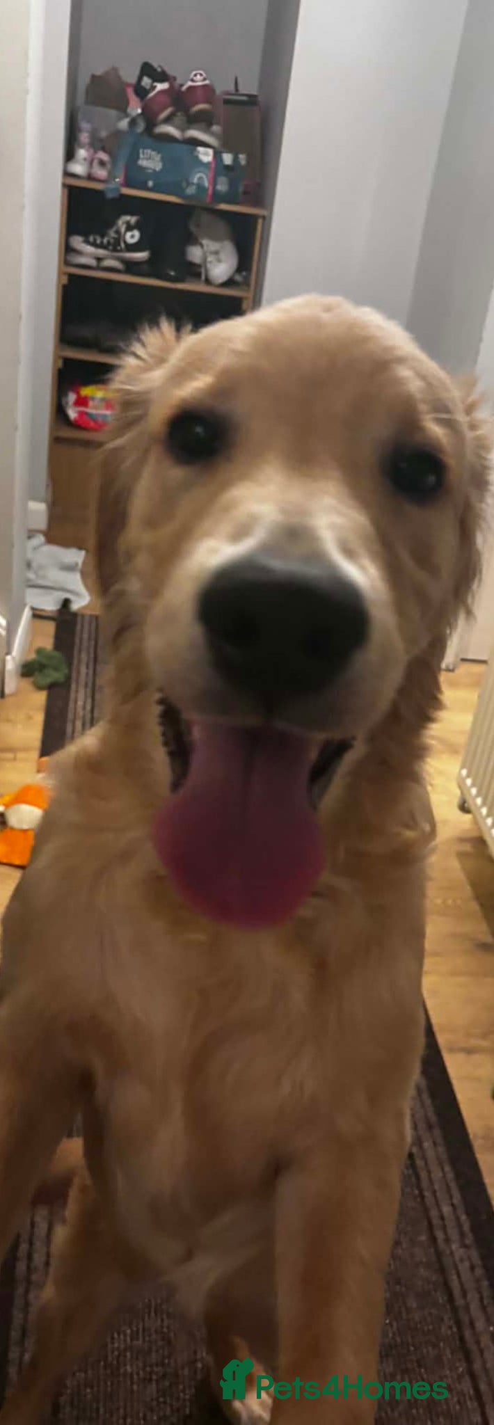 Golden Retriever dogs Golden retriever for sale - Advert 12