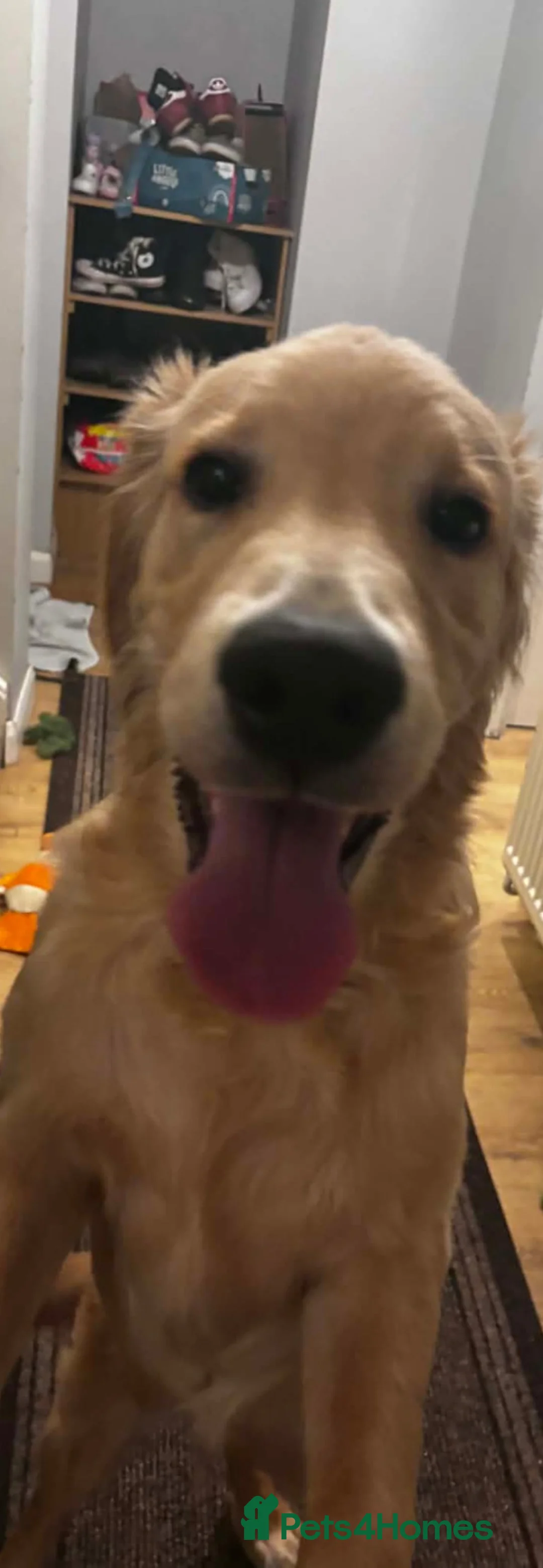 Golden Retriever dogs for sale: Golden retriever for sale in Tamworth - Advert 1