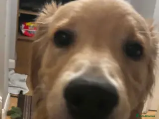 Golden Retriever dogs Golden retriever for sale - Advert 5