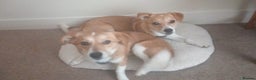 Mixed Breed dogs for adoption: ❤️MEYA&KALLIE❤️-2 SMALL SISTERS SEEK A KIND HOME - Advert 2