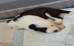 Border Collie dogs for sale: Border Collie pups for sale - Image 14