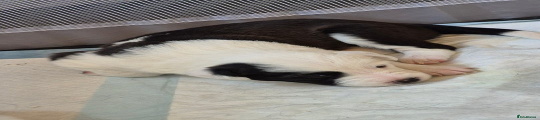 Border Collie Puppy 1