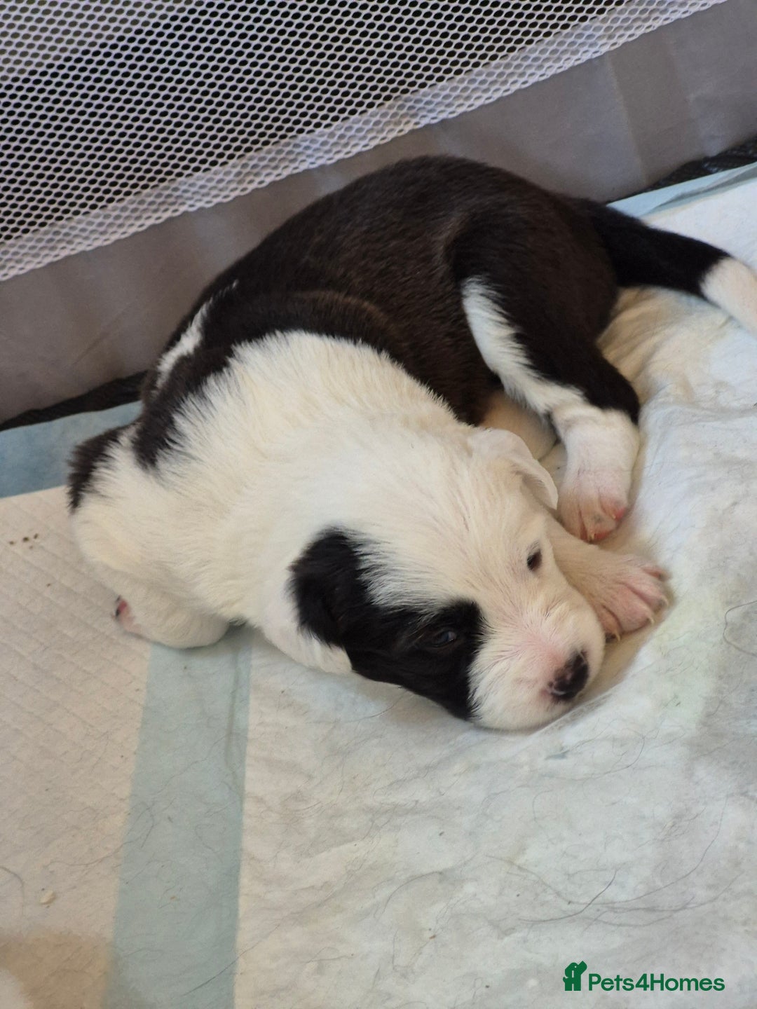 Border Collie dogs for sale: Border Collie pups for sale - Image 14