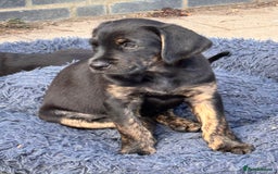 Mixed Breed dogs for sale: Golden Retriever/ Great Dane Mix - Image 1