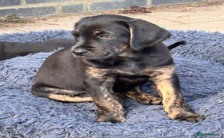 Mixed Breed dogs - Advert 1