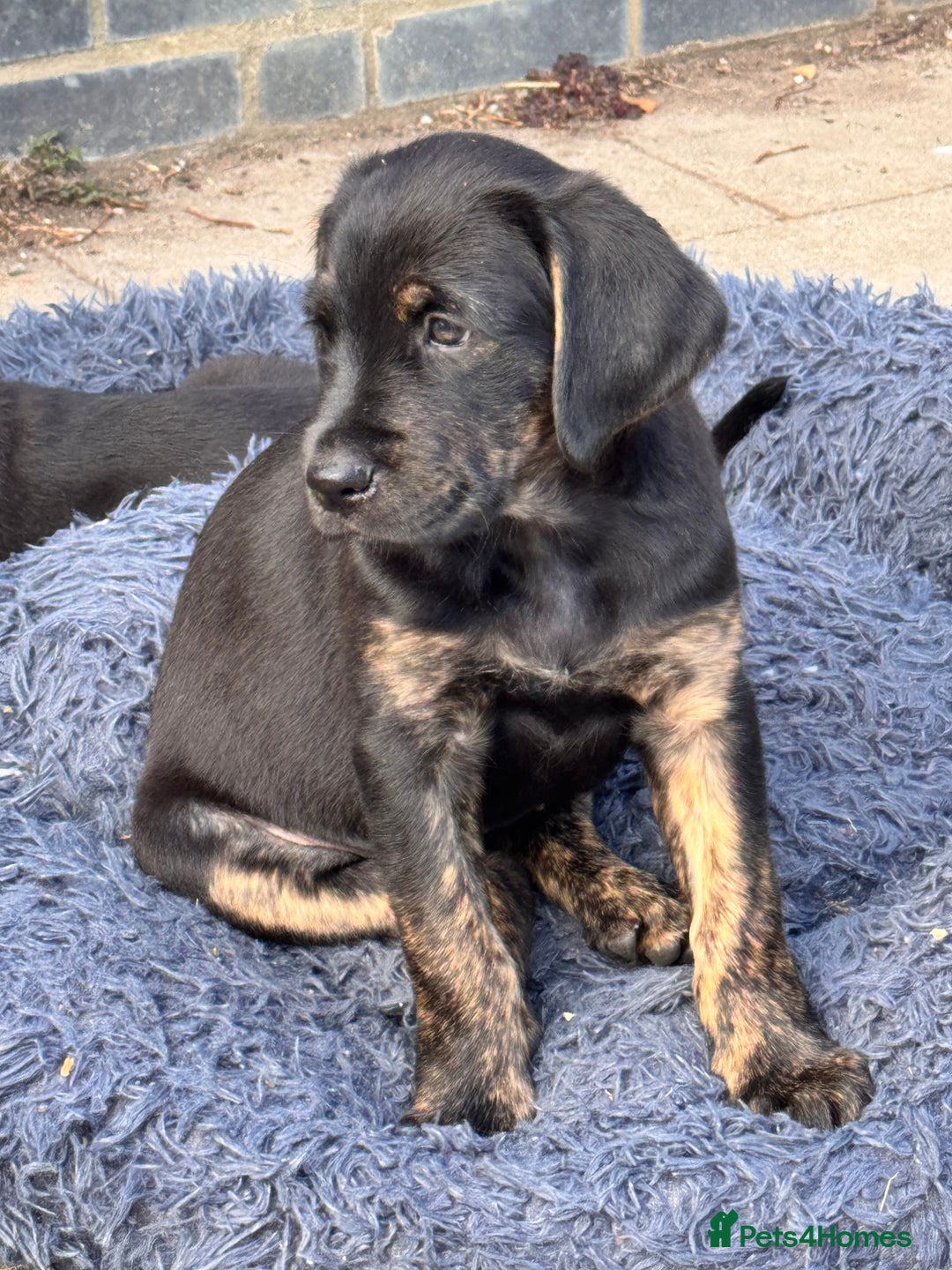 Mixed Breed dogs for sale: Golden Retriever/ Great Dane Mix - Image 1