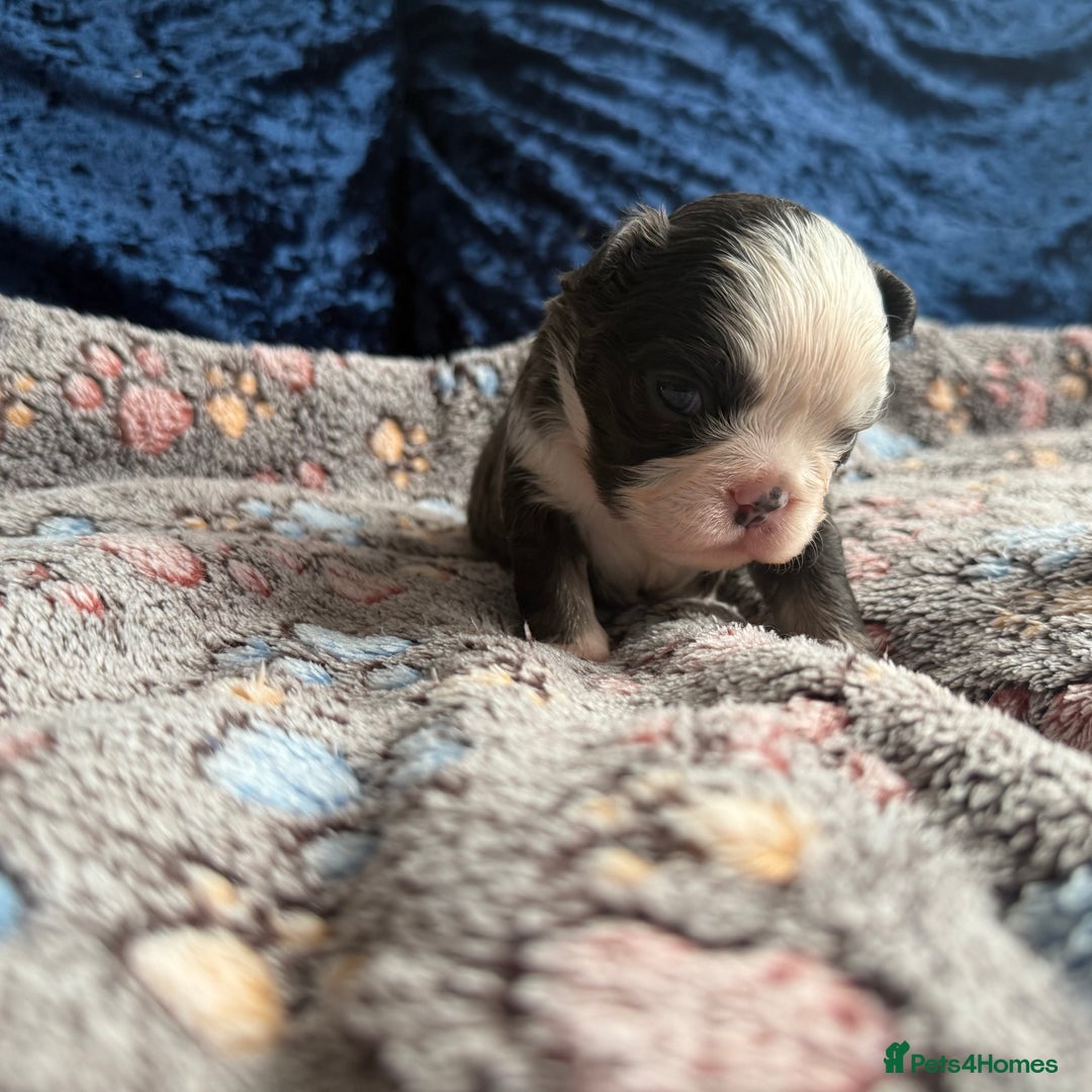 French Bulldog dogs for sale: Fluffy frenchies 🐶 - Image 12