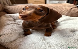 Miniature Dachshund dogs for sale: ❤️❤️Miniature dachshund choc and tan female  ❤️❤️ - Image 12