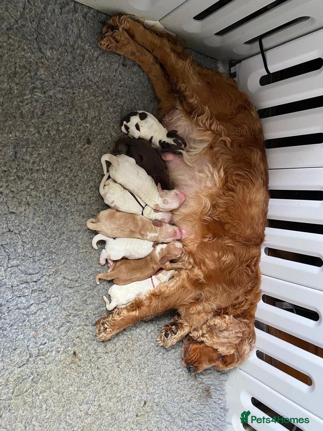 Cocker Spaniel dogs for sale: KC Show Type Cocker Spaniel Pups - Family Home  - Image 9