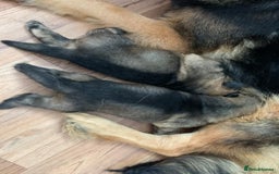 Mixed Breed dogs for sale: German shepherd x Alaskan malamute - Image 11
