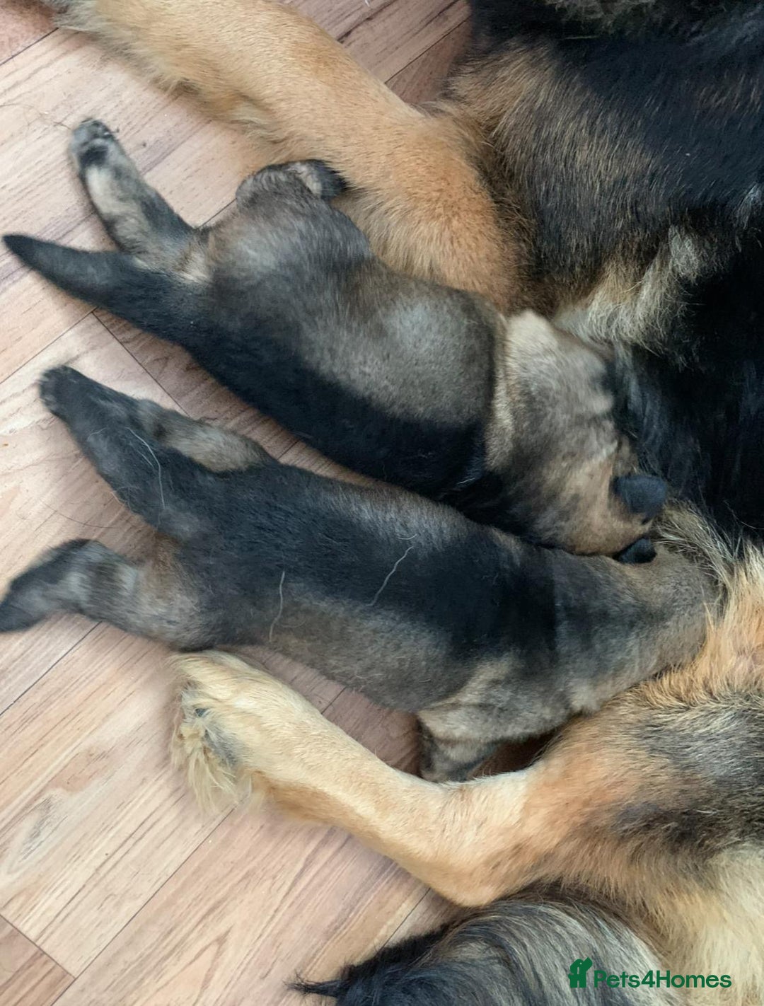 Mixed Breed dogs for sale: German shepherd x Alaskan malamute - Image 11