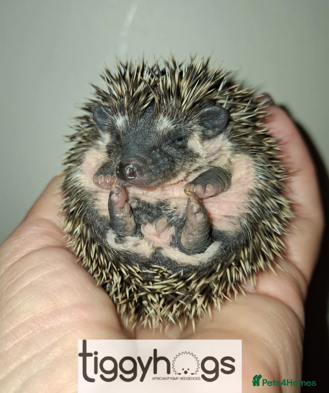Pygmy Hedgehog rodents for sale: 3 Handsome boys available to reserve  - Advert 3