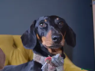 Miniature Dachshund dogs Proven Miniature Daschund - Advert 3