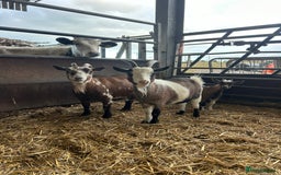 Goats livestock for sale: 3 Pygmy Nannies Available  - Image 1