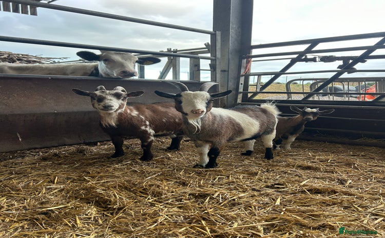 Goats livestock - Advert 1