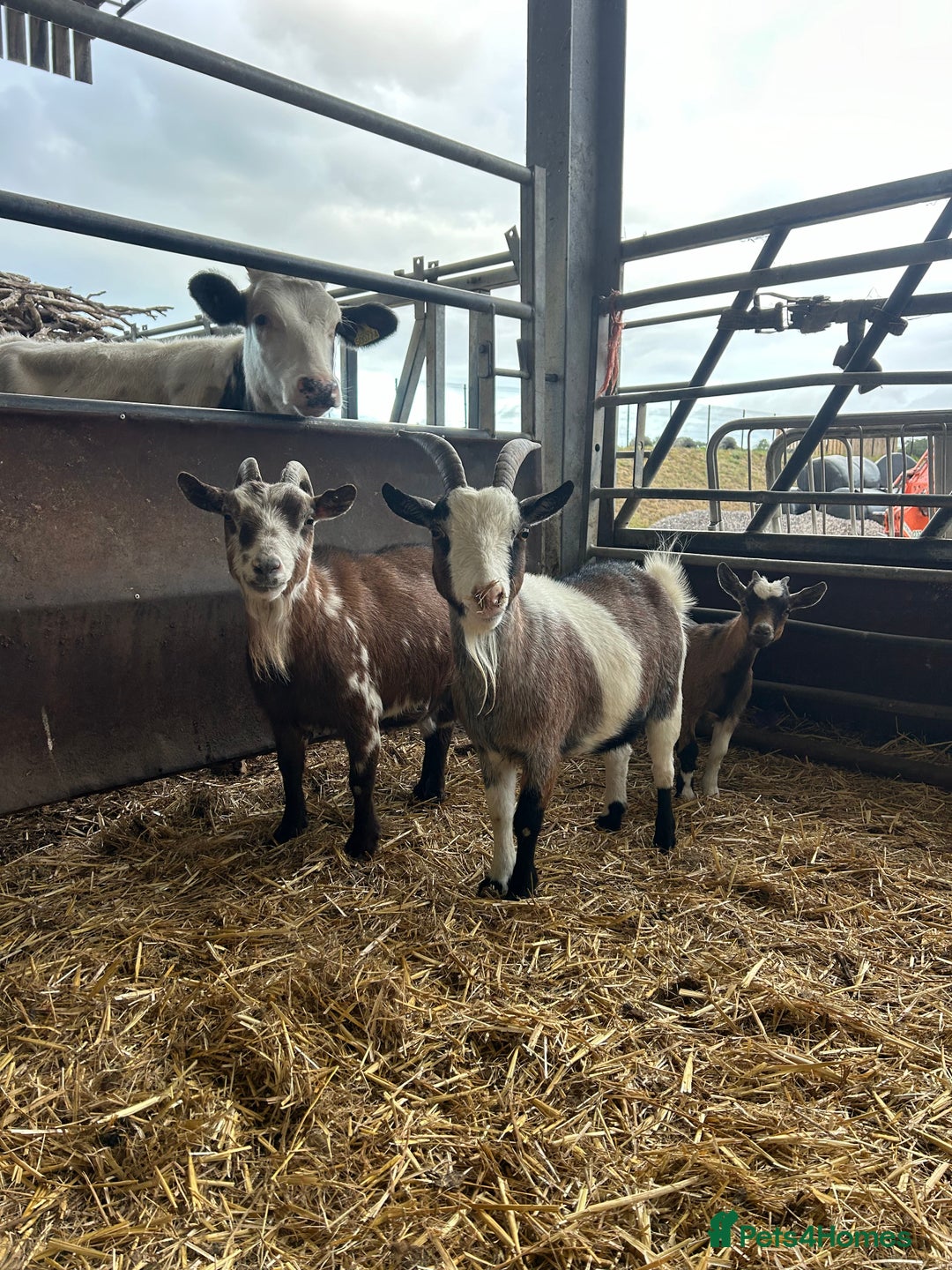 Goats livestock for sale: 3 Pygmy Nannies Available  - Image 1