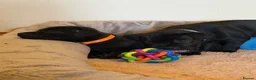 Staffordshire Bull Terrier dogs for sale: Black KC Reg/Health Tested Staffordshire Puppies. - Advert 16