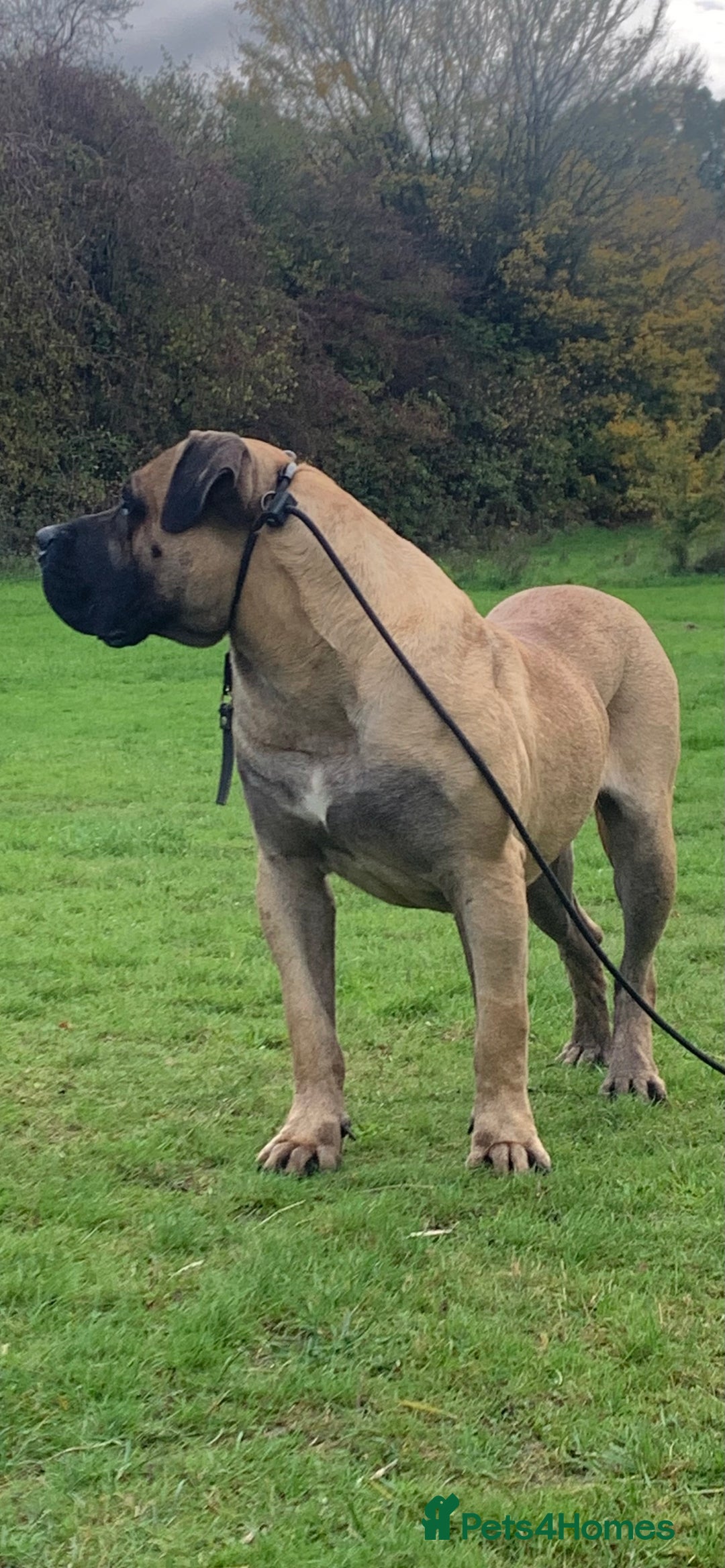 Presa Canario dogs for sale: 15 month old Presa Canario for sale - Advert 2