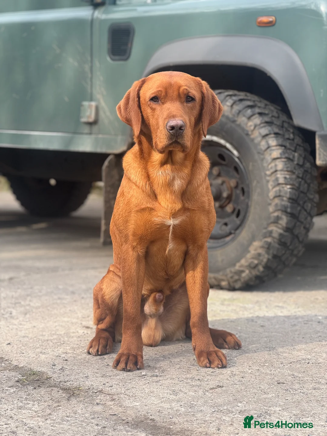 Labrador Retriever dogs for stud: ✨PROVEN FULLY HEALTH TESTED WORKING RED LABRADOR✨ - Advert 1