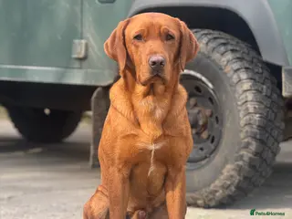 Labrador Retriever dogs ✨PROVEN FULLY HEALTH TESTED WORKING RED LABRADOR✨ - Advert 15