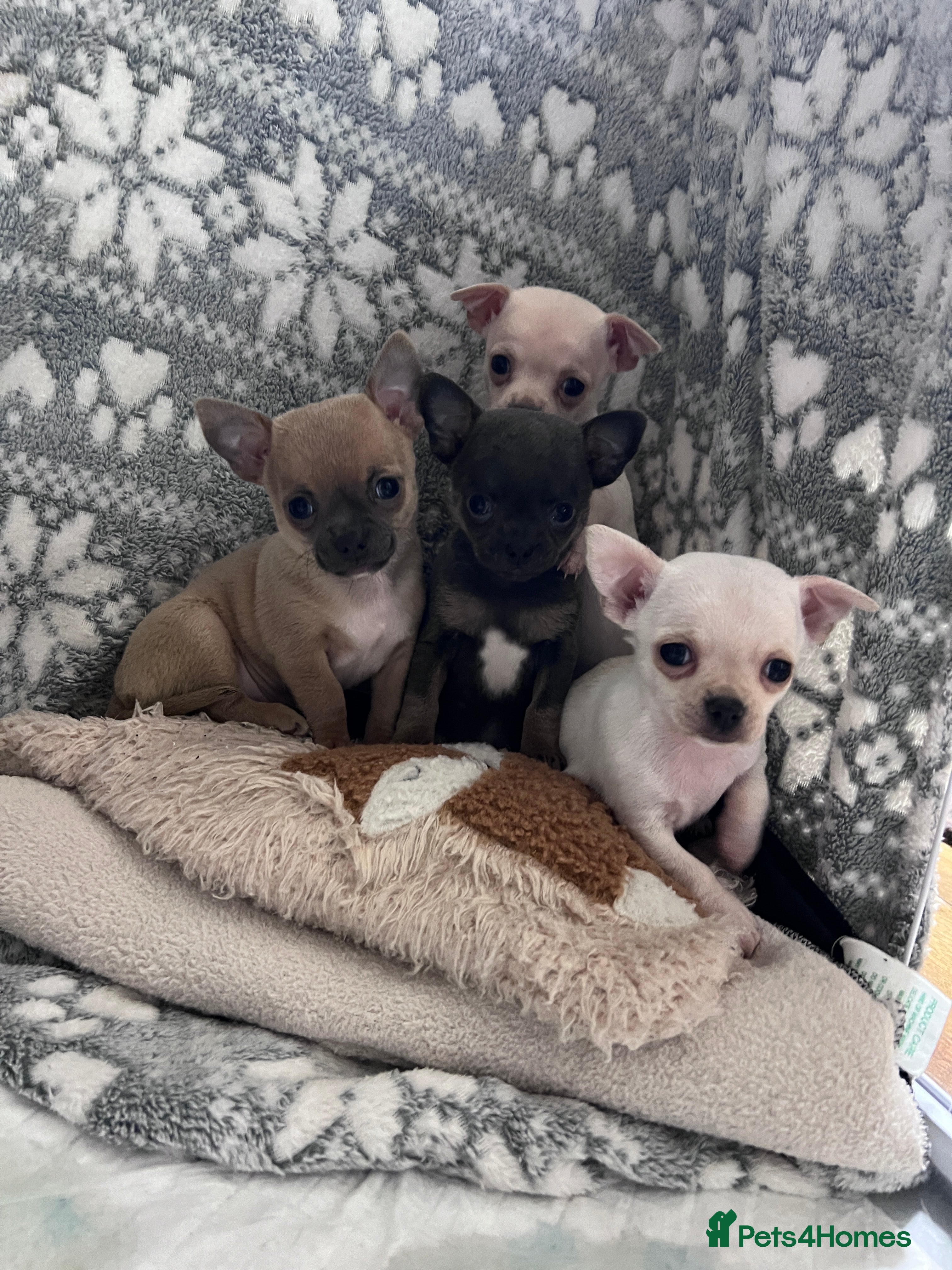 Chihuahua dogs Short coat chihuahuas looking for home 🏡 🐾💓🐶 - Advert 9