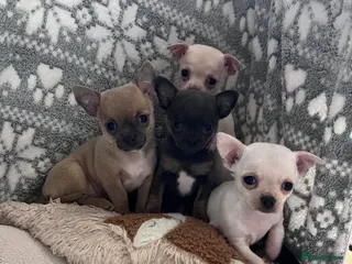 Chihuahua dogs Short coat chihuahuas looking for home 🏡 🐾💓🐶 - Advert 9